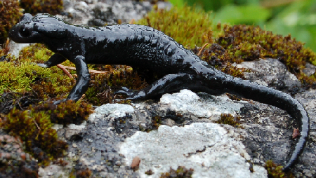 Salamandra atra